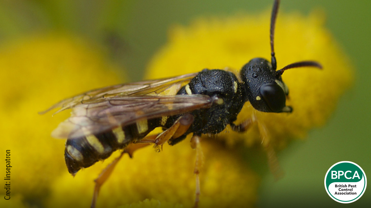Digger wasp Sphecidae identification in the UK Digger wasp Sphecidae identification in the UK